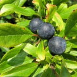 1609F 033 Spree und Havel